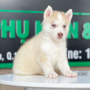 Husky Siberian - Màu Hồng Phấn (MS 01)