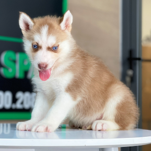 Husky Siberian - Màu Nâu Đỏ (MS 02)