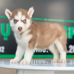 Husky Siberian - Màu Nâu Đỏ (MS 04)