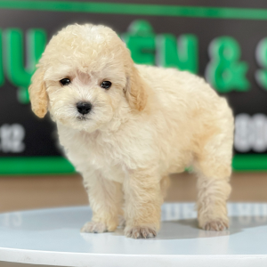 Poodle Toy - Màu Kem (MS 02)