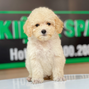 Poodle Toy - Màu Kem (MS 03)