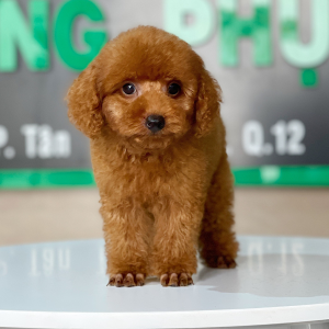 Poodle Toy - Màu Nâu (MS 24)
