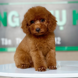 Poodle Toy - Màu Nâu (MS 25)