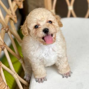 Poodle Toy - Màu Kem (MS 05)