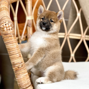 Shiba Inu - Màu Vàng (MS 04)