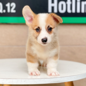 Corgi Lông Ngắn - Màu Vàng (MS 01)