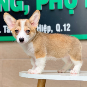 Corgi Lông Ngắn - Màu Vàng (MS 04)