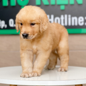 Golden Retriever - Màu Vàng Đậm (MS 06)