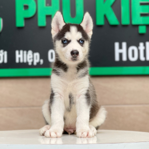 Husky Siberian - Màu Đen Trắng (MS 03)