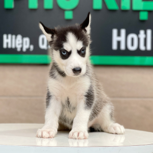Husky Siberian - Màu Đen Trắng (MS 04)