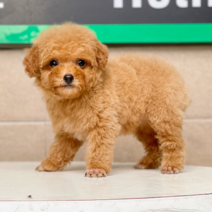 Poodle Tiny - Màu Mơ (MS 02)