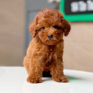 Poodle Tiny - Màu Nâu (MS 05)