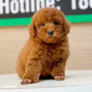 Poodle Toy - Màu Nâu (MS 11)