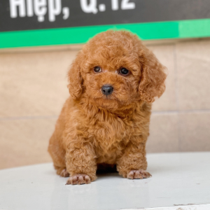 Poodle Toy - Màu Nâu (MS 10)