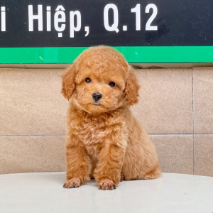 Poodle Toy - Màu Nâu (MS 03)