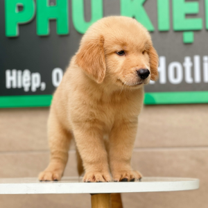 Golden Retriever - Màu Vàng Đậm (MS 01)